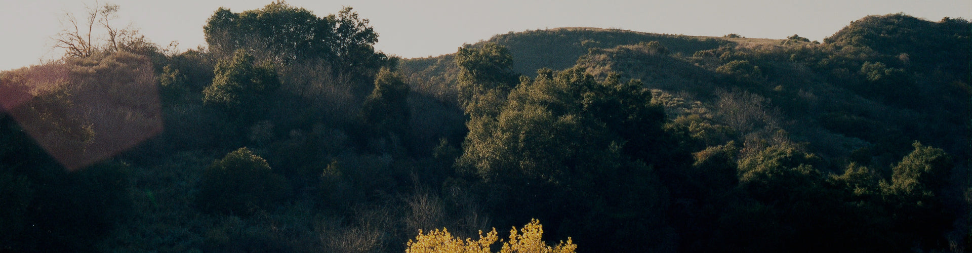 IMAGE OF LANDSCAPE SHOWING MULTIPLE HILLS COVERED IN TREES WITH GREEN LEAVES