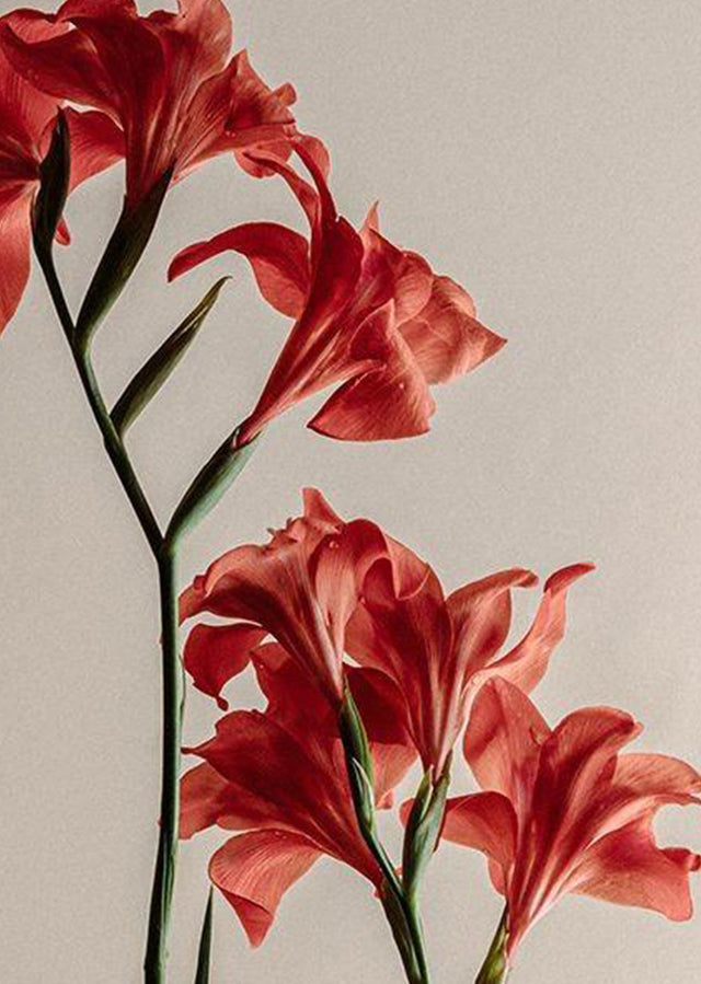Red flowers with green stems on a beige background