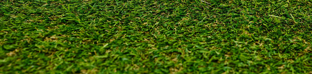 Close-up of green grass with a blurred background