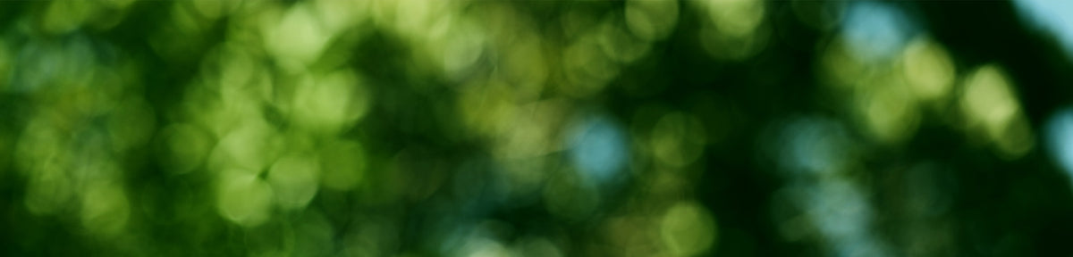 Blurred green foliage