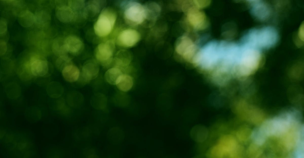 Blurred green foliage with bokeh effect