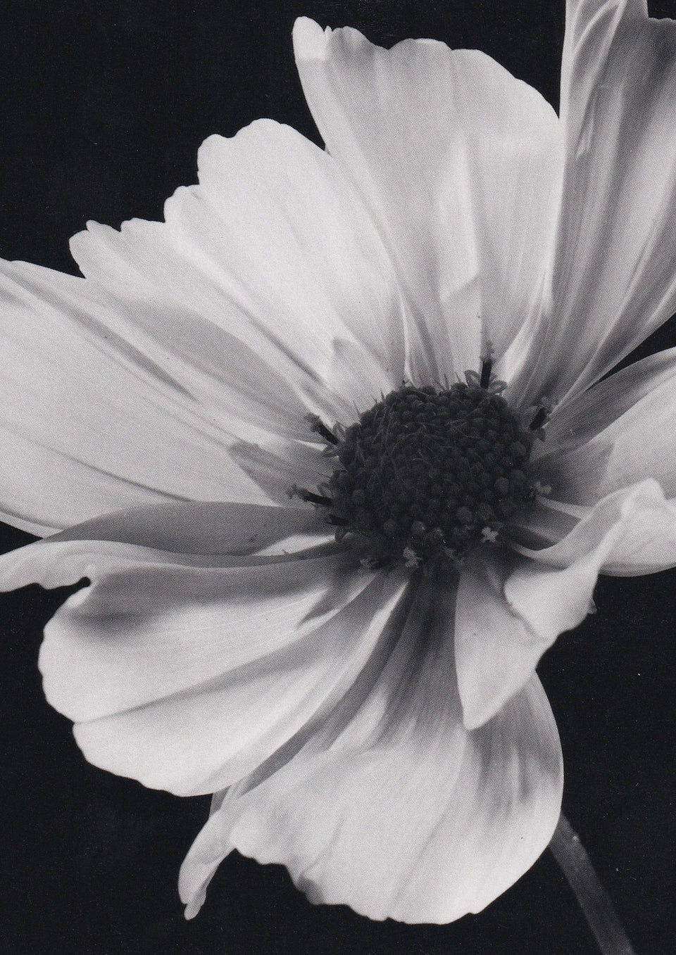 BLACK AND WHITE IMAGE OF A FLOWER